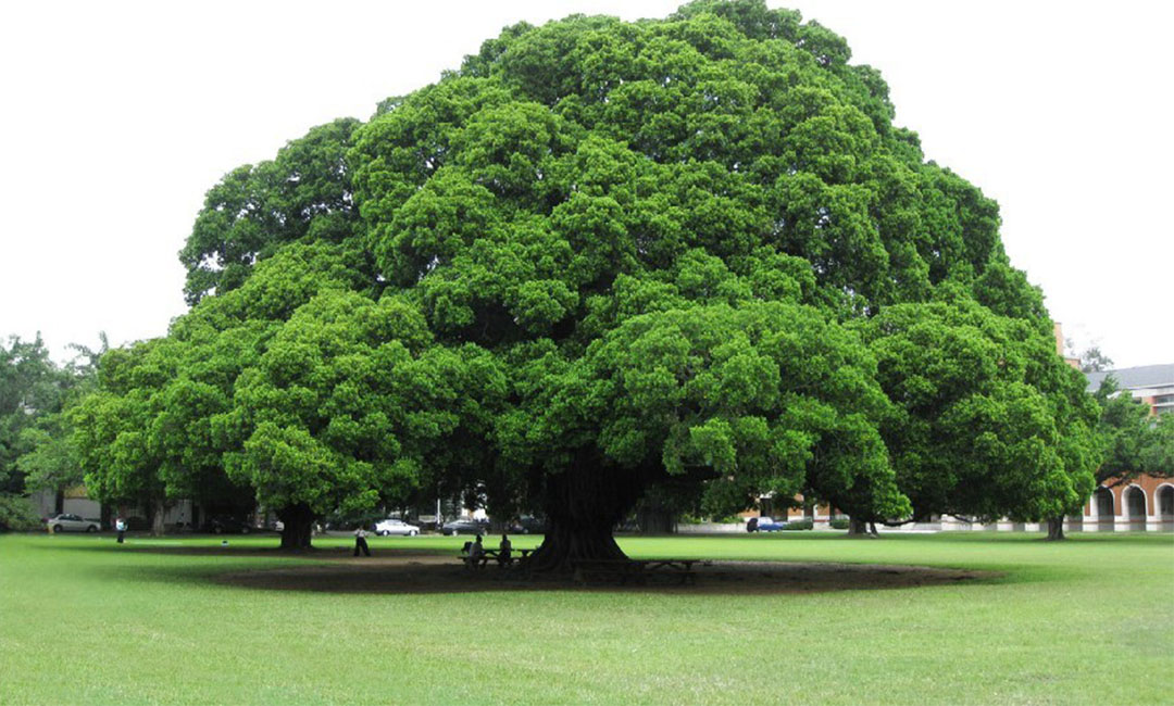 塔城金榕树服务号代运营案例